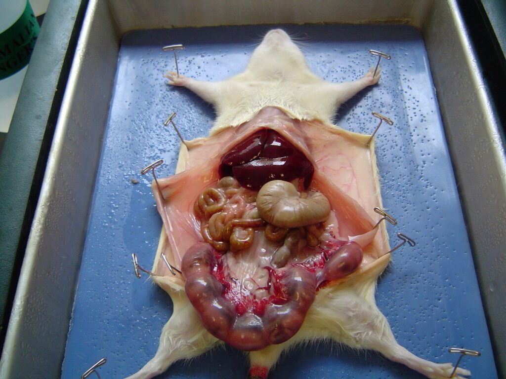 Anatomical Dissection