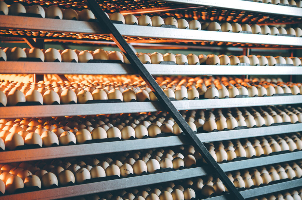 Hatchery