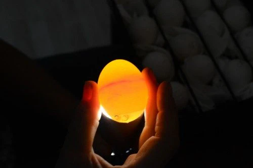 Candling