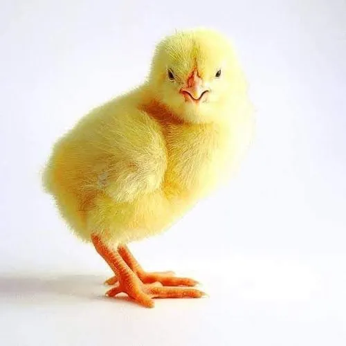 One-Day-Old Chick