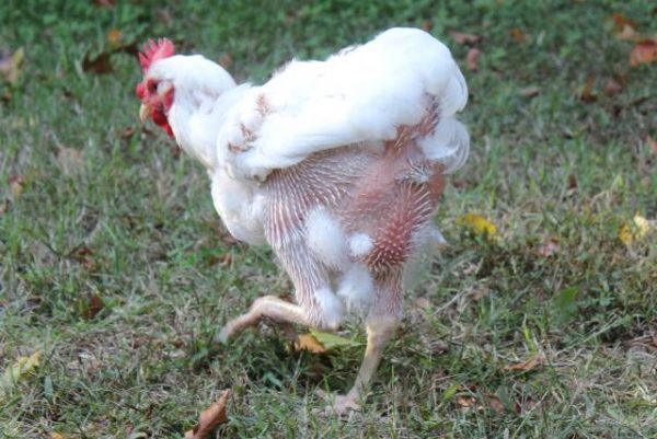 Moulting
